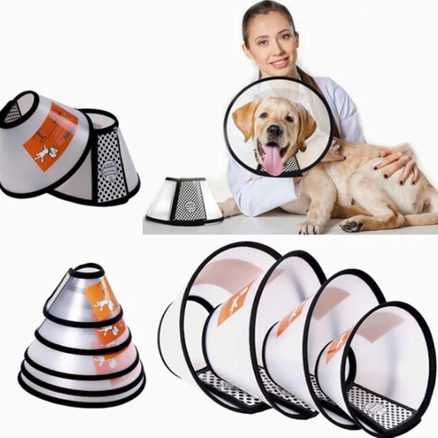 Teng Elizabeth Kedi ve Köpek Yakalığı No:4