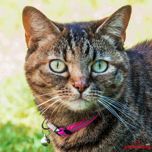 Rogz Reflektör Şeritli Kademeli Emniyet Kilitli Kedi Boyun Tasması (Pembe)
