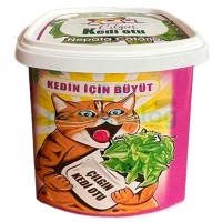 Teng Çılgın Kedi Otu (Nepata Cataria) - Kendin Büyüt
