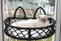 Cama Takılabilen Kedi Yatağı