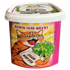 Teng Çılgın Kedi Otu (Nepata Cataria) - Kendin Büyüt