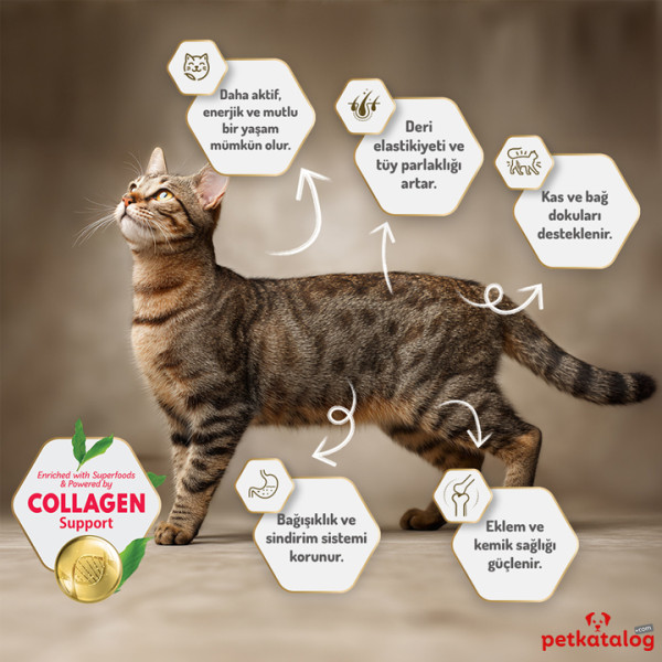 Felicia HypoAllergenic Kolajenli Kuzulu Az Tahıllı Yavru Kedi Maması 2KG