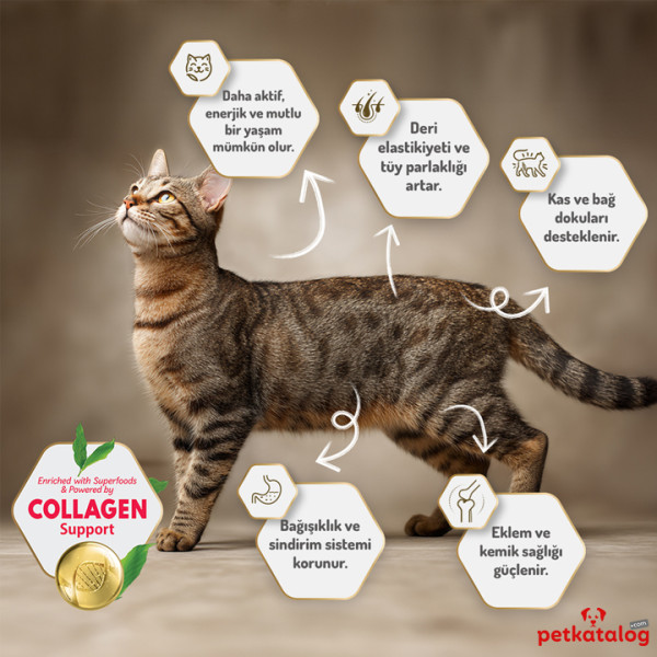Felicia HypoAllergenic Kolajenli Tavuklu Az Tahıllı Yetişkin Kedi Maması 2KG