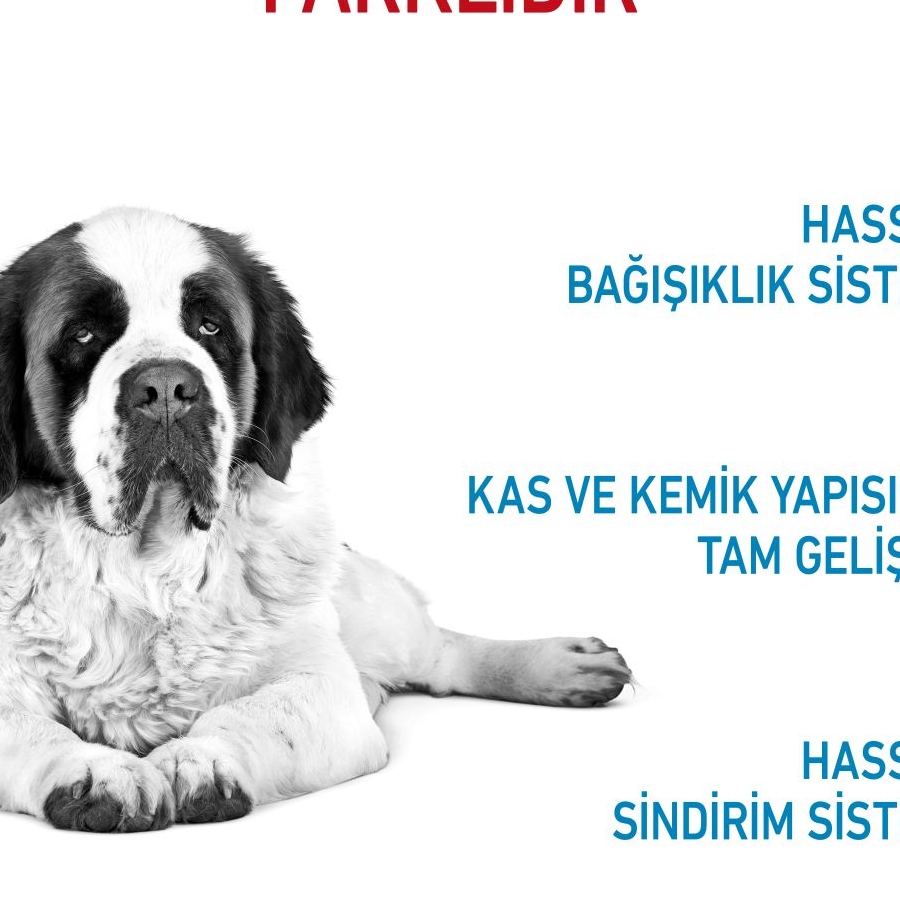 Royal Canin Giant Junior 15 Kg Dev Irk Yavru Köpek Maması