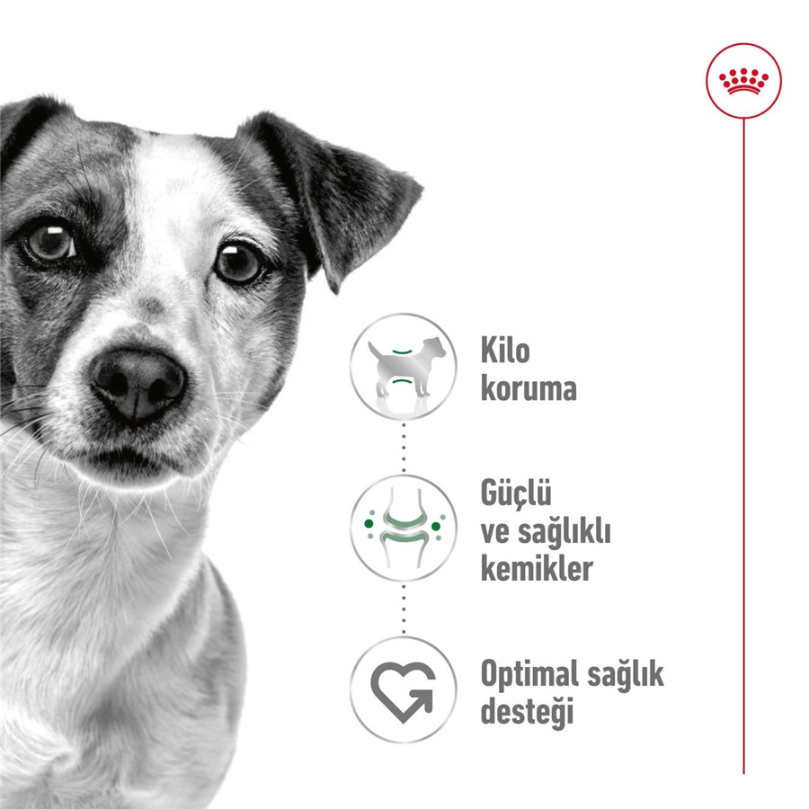 Royal Canin Mini Adult 2 کیلوگرم غذای سگ بالغ نژاد کوچک