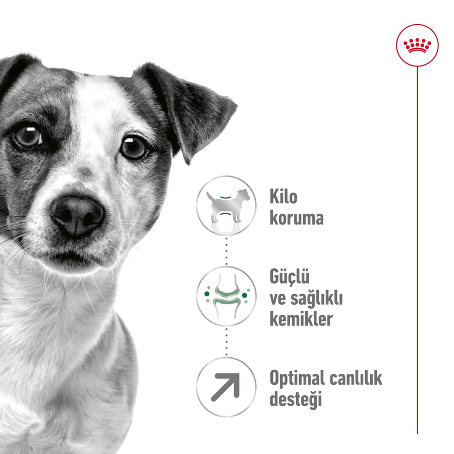 Royal Canin Mini Adult 8+ 2 کیلوگرم غذای سگ مسن نژاد کوچک