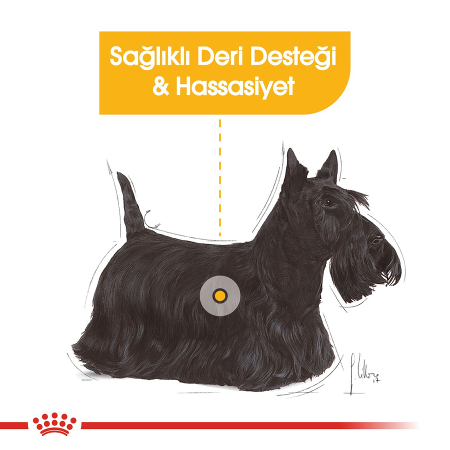 Royal Canin Mini Dermacomfort 3 کیلوگرم غذای سگ بالغ نژاد کوچک